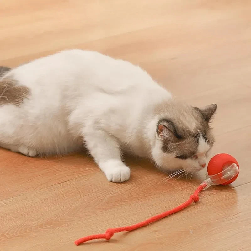 Pet Toy Ball – Bite-Resistant, Auto-Rolling for Dogs & Cats